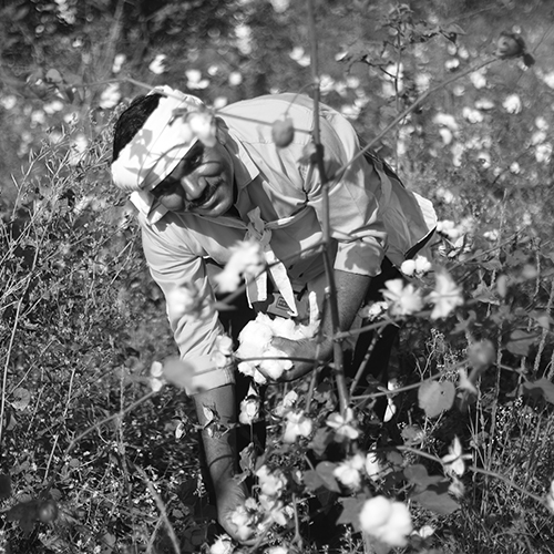Farmer harvesting cotton in field
